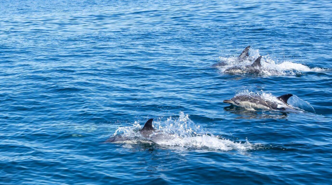 dolphin watching algarve
